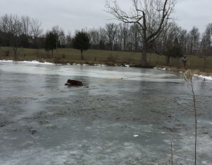 calf on ice