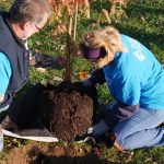 Duke Energy and Toyota volunteers planted 50 trees in Clifty Park Friday morning in Columbus. Photo courtesy of Duke Energy.